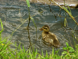 Duckling Swimming 1