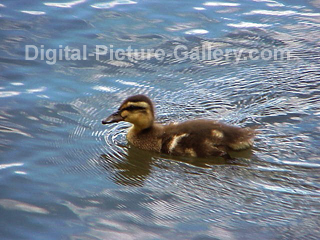Ducking Swimming 2