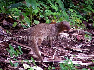 Hawaiian Mongoose 5