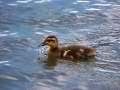 Duckling Swimming 2