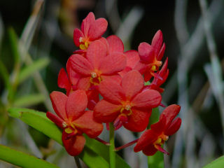 Orange Vanda Orchid Cluster, Kaneohe