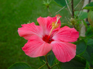 Beautiful Red Hibiscus with White Veins, Kaneohe