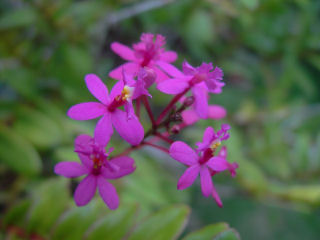 Delicate Cluster of Purple Epidendrum Orchids
