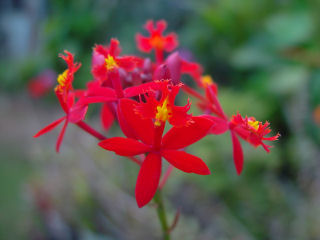 Delicate Cluster of Red Epidendrum Orchids, Kaneohe
