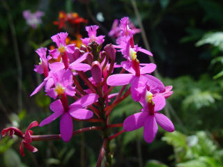 Awesome Cluster of Tiny Violet Epidendrum Orchids