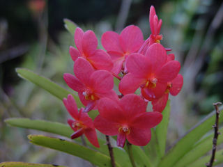 Cluster of Delicate Pink Vanda Orchids, Kaneohe Flowers