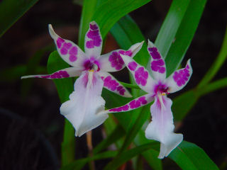 Two Orchids, White with Purple Spots, Kaneohe
