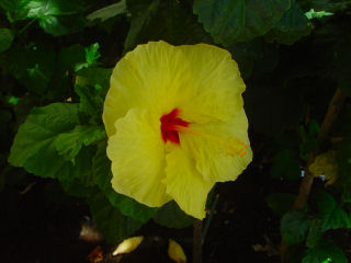 Yellow Hibiscus Flower, Kapolei
