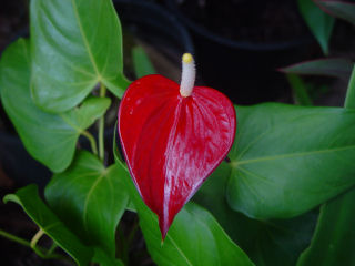Brilliant Red Anthurium, Kaneohe