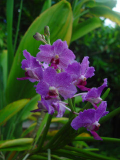 Cluster of Purple Vanda Orchids, Kaneohe, Hawaii