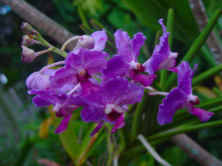 Cluster of Purple Vanda Orchid Flowers, Kaneohe, Hawaii