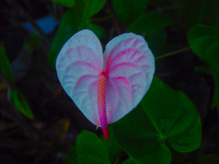 White & Pink Anthirium Flower, Kaneohe