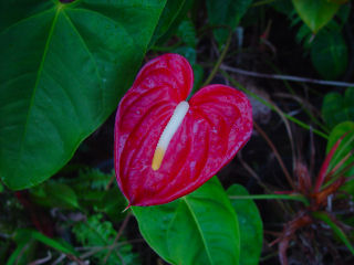 Stunning Red Anthurium Flower, Kaneohe, Hawaii