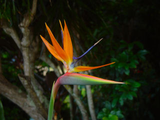 Bird of Paradise Flower, Landscape Photo, Kaneohe, Hawaii