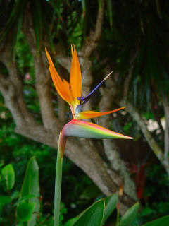 Bird of Paradise Flower, Kaneohe, Hawaii