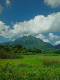  of Puu Konahuanui from Kawainui Swamp, Kailua, Windward Oahu, Hawaii